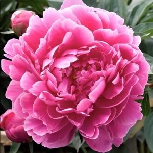 Meet your Posher, Cecilia